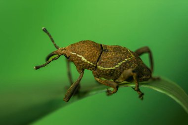 Yeşil bir yaprağa tünemiş Formosan çizgili buğday bitinin (Cryptoderma formosense) yakın çekimi. Ayırt edici beyaz çizgileri ve karmaşık vücut yapısı canlı yapraklara karşı vurgulanmıştır..