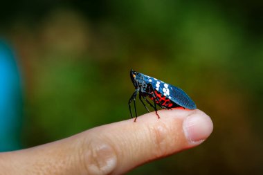 Benekli lanternfly olarak da bilinen canlı bir Lycorma olivacea, bir insan parmağına tünemiştir. Çarpıcı siyah gövdesi beyaz lekeler ve canlı kırmızı ve mavi işaretlerle süslenmiş. Tayvan.