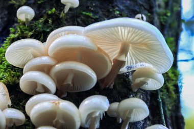 Yeşil yosunlarla kaplı bir ağaçta yetişen narin beyaz mantar kümesi. Mantarların porselen gibi pürüzsüz bir görünüşü vardır ve güzel bir düzende bir araya toplanırlar. Tayvan