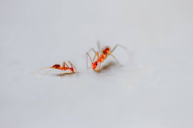 A single red ant is captured in a moment of action on a plain white background. Its tiny legs and delicate antennae are clearly visible. Taiwan. clipart