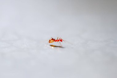 A single red ant is captured in a moment of action on a plain white background. Its tiny legs and delicate antennae are clearly visible. Taiwan. clipart