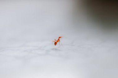 Tek bir kırmızı karınca, beyaz bir arkaplanda hareket anında yakalanır. İnce bacakları ve hassas antenleri açıkça görülebiliyor. Tayvan.