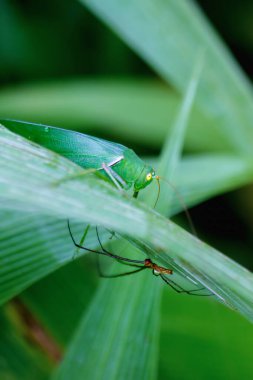 Canlı bir yeşil katydid ve küçük bir örümcek bir yaprağı paylaşıyor. Katydid 'in uzun anteni ve örümceğin narin ağı büyüleyici bir kontrast yaratır. Tayvan.