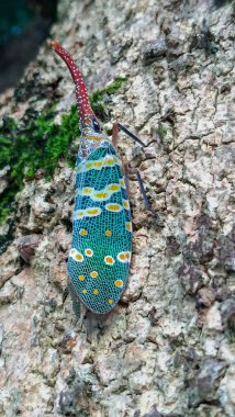 A vibrant lantern fly (Pyrops candelaria) is perched on a tree trunk, showcasing its intricate patterns and unique horn-like head. Taiwan. clipart