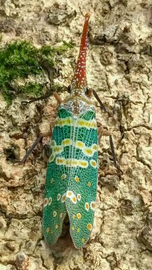 A vibrant lantern fly (Pyrops candelaria) is perched on a tree trunk, showcasing its intricate patterns and unique horn-like head. Taiwan. clipart