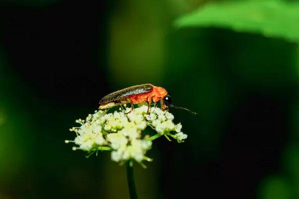 Canlı kırmızı boyunlu bir ateş böceği (Luciola kagiana) narin beyaz çiçeklerin üzerine tünemiştir. Ayırt edici kırmızı göğüs kafesi ve siyah elytra kontrastı beyaz çiçeklerle çok güzel. Tayvan.