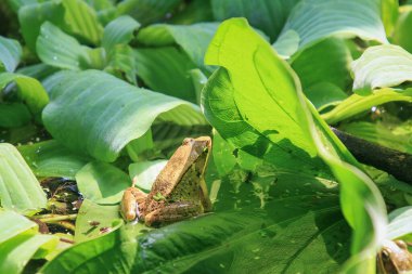 Canlı bir zeytin kurbağası (Nidirana adenpleura) yeşil bir yaprağın üzerinde güneşlenir. Kurbağanın kahverengi işaretleri gölün yoğun yaprakları arasında mükemmel bir kamuflaj sağlar. Yeni Tayvan Şehri, Tayvan.
