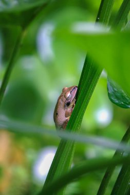 Benekli ağaç kurbağası ya da Brauer 'in ağaç kurbağası gölün yeşil gövdesinde mükemmel bir şekilde kamufle edilmiştir. Kurbağanın pürüzsüz teni ve büyük gözleri açıkça görülebilir. Yeni Tayvan Şehri, Tayvan.