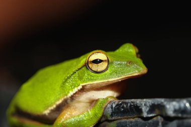 A close-up of an emerald tree frog (Zhangixalus aurantiventris) showcasing its vibrant green skin and striking golden eyes. New Taipei City, Taiwan. clipart