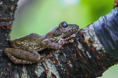 A close-up of a brown tree frog (Buergeria robusta) perched on a tree branch. The frog's distinctive brown coloration and large, round eyes are clearly visible. New Taipei City, Taiwan. clipart