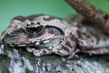 A close-up of a brown tree frog (Buergeria robusta) perched on a tree branch. The frog's distinctive brown coloration and large, round eyes are clearly visible. New Taipei City, Taiwan. clipart