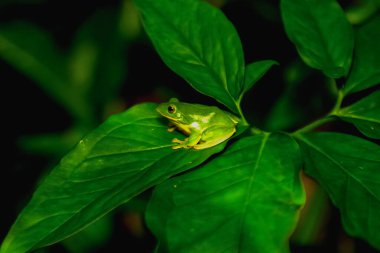 Canlı bir Taipei ağaç kurbağası (Zhangixalus taipeianus) yemyeşil yapraklarla çevrili büyük yeşil bir yaprağa tünemiştir. Parlak yeşil teni ve büyük yuvarlak gözleri açıkça görülebilir. Tayvan.