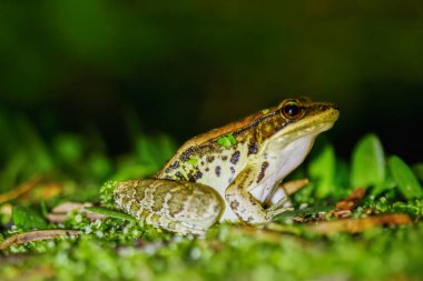 Bir Latouchte kurbağasının (Hylarana latouchii) nemli bir yüzeyde otururken, büyük, koyu renkli gözleri doğrudan kameraya bakar. Yeni Tayvan Şehri, Tayvan.