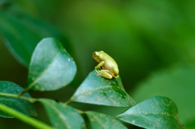 Yakın zamanda başkalaşmış bir Çin ağaç kurbağası (Hyla chinensis) yeşil bir yaprağa tünemiş. Parlak yeşil teni ve narin özellikleri açıkça görülebilir. Yeni Tayvan Şehri, Tayvan.
