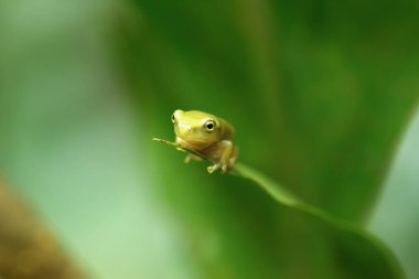 Yakın zamanda başkalaşmış bir Çin ağaç kurbağası (Hyla chinensis) yeşil bir yaprağa tünemiş. Parlak yeşil teni ve narin özellikleri açıkça görülebilir. Yeni Tayvan Şehri, Tayvan.