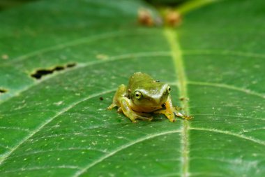 Yakın zamanda başkalaşmış bir Çin ağaç kurbağası (Hyla chinensis) yeşil bir yaprağa tünemiş. Parlak yeşil teni ve narin özellikleri açıkça görülebilir. Yeni Tayvan Şehri, Tayvan.