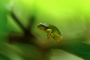 Yakın zamanda başkalaşmış bir Çin ağaç kurbağası (Hyla chinensis) yeşil bir yaprağa tünemiş. Parlak yeşil teni ve narin özellikleri açıkça görülebilir. Yeni Tayvan Şehri, Tayvan.