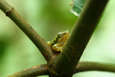 Yakın zamanda başkalaşmış bir Çin ağaç kurbağası (Hyla chinensis) yeşil bir yaprağa tünemiş. Parlak yeşil teni ve narin özellikleri açıkça görülebilir. Yeni Tayvan Şehri, Tayvan.