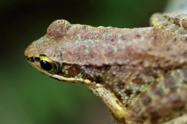 Benzersiz yeşil ve kahverengi işaretlerini gösteren Swinhoe 's Frog' un detaylı bir yakın çekimi. Kurbağa bir dala tünemiş, büyük gözleri ve sivri burnu görünür durumda. Yeni Tayvan Şehri, Tayvan.