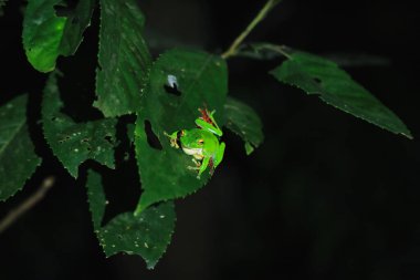 Canlı bir yeşil Moltrecht ağaç kurbağası (Zhangixalus moltrechti), gece vakti geniş bir yaprağa tutunur ve altın gözleri pürüzsüz benekli derisine zıt düşer. Yeni Tayvan Şehri, Tayvan.