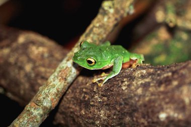Canlı yeşil bir Taipei ağaç kurbağası gece bir ağaç dalında mükemmel bir şekilde kamufle olur. Büyük, yuvarlak gözleri ve yapışkan ayak pedleri açıkça görülüyor. Yeni Tayvan Şehri, Tayvan.