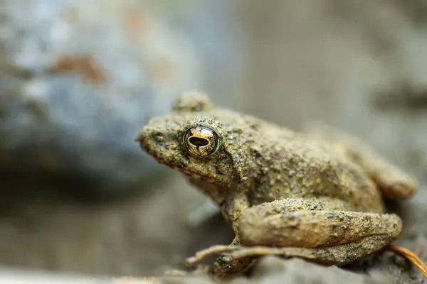 Küçük kahverengi bir Eyfinger ağaç kurbağası (Kurixalus Eiffingeri), büyük altın gözleriyle kameraya dikkatle bakarak sulak bir alana tünemektedir. Yeni Tayvan Şehri, Tayvan.