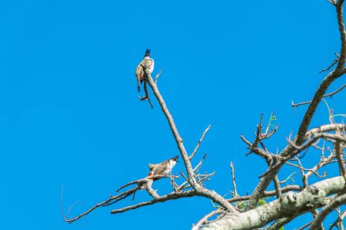 A vibrant red-whiskered bulbul perches on a tree branch, surrounded by lush green leaves. The bird's distinctive red markings and bright eyes are clearly visible. Mauritius, Africa. clipart