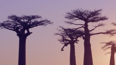 Simgesel baobab ağaçlarından oluşan çarpıcı bir siluet canlı bir günbatımı gökyüzüne karşı. Ağaçların eşsiz şekli ve gökyüzünün sıcak renkleri nefes kesici bir manzara yaratıyor. Morondava, Madagaskar.