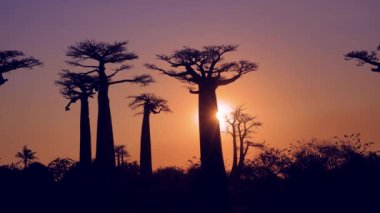 Simgesel baobab ağaçlarından oluşan çarpıcı bir siluet canlı bir günbatımı gökyüzüne karşı. Ağaçların eşsiz şekli ve gökyüzünün sıcak renkleri nefes kesici bir manzara yaratıyor. Morondava, Madagaskar.
