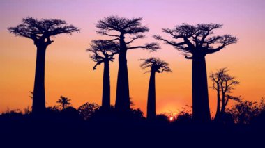 Simgesel baobab ağaçlarından oluşan çarpıcı bir siluet canlı bir günbatımı gökyüzüne karşı. Ağaçların eşsiz şekli ve gökyüzünün sıcak renkleri nefes kesici bir manzara yaratıyor. Morondava, Madagaskar.