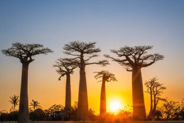 Nefes kesici bir günbatımı Baobab ağaçlarını aydınlatır. Yükselen ağaçlar altın gökyüzüne karşı dururlar. Turistler ve yerliler nefes kesen manzaraya hayran olmak için toplandılar. Morondava, Madagaskar.