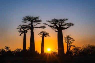 Nefes kesici bir günbatımı Baobab ağaçlarını aydınlatır. Yükselen ağaçlar altın gökyüzüne karşı dururlar. Turistler ve yerliler nefes kesen manzaraya hayran olmak için toplandılar. Morondava, Madagaskar.