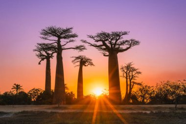 Nefes kesici bir günbatımı Baobab ağaçlarını aydınlatır. Yükselen ağaçlar altın gökyüzüne karşı dururlar. Turistler ve yerliler nefes kesen manzaraya hayran olmak için toplandılar. Morondava, Madagaskar.