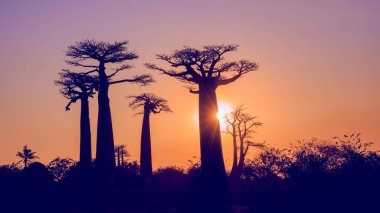 Nefes kesici bir günbatımı Baobab ağaçlarını aydınlatır. Yükselen ağaçlar altın gökyüzüne karşı dururlar. Turistler ve yerliler nefes kesen manzaraya hayran olmak için toplandılar. Morondava, Madagaskar.