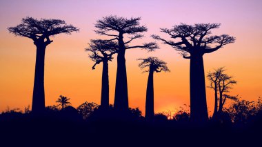 Nefes kesici bir günbatımı Baobab ağaçlarını aydınlatır. Yükselen ağaçlar altın gökyüzüne karşı dururlar. Turistler ve yerliler nefes kesen manzaraya hayran olmak için toplandılar. Morondava, Madagaskar.