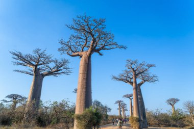 Morondava, Madagaskar - 26 Ağustos 2024: gün batımında Baobab 'ın ikonik bulvarı. Turistler ve yerliler görkemli ağaçların altında fotoğraf ve sosyal etkinlikler için toplanıyorlar. Gerçekten büyülü bir sahne..