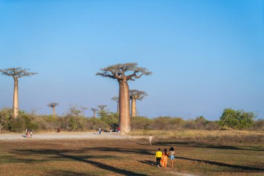 Morondava, Madagaskar - 26 Ağustos 2024: gün batımında Baobab 'ın ikonik bulvarı. Turistler ve yerliler görkemli ağaçların altında fotoğraf ve sosyal etkinlikler için toplanıyorlar. Gerçekten büyülü bir sahne..