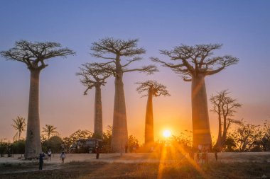 Morondava, Madagaskar - 26 Ağustos 2024: Turistler ve yerliler, Baobab Bulvarı 'ndaki Baobab ağaçlarının etrafında gün batımında fotoğraf çekmek veya oyun oynamak için toplandılar. Altın Toprak.