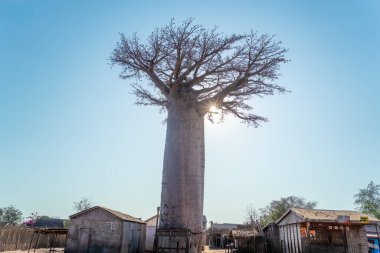 Morondava, Madagaskar - 26 Ağustos 2024: Yükselen bir baobab ağacı, dallarından süzülen güneş ışığıyla açık mavi bir gökyüzüne karşı dimdik ayakta duruyor. Ağacı çevreleyen köy evleri.