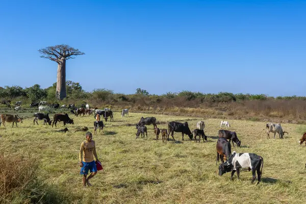 Morondava, Madagaskar - 26 Ağustos 2024: Genç bir çocuk Baobab ikonik Bulvarı yakınlarındaki bir tarlada süt inekleri ve sığırları otlatıyor. Sığırların hepsi başlarını eğerek otladı..