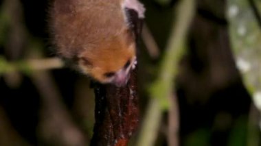 Küçük, kahverengi bir fare lemuru yağmur ormanlarındaki bir dala asılı, büyük gözleri merakla kameraya bakıyor. Bu gece yaşayan primatlar Madagaskar 'a özgü. Ranomafana Ulusal Parkı.