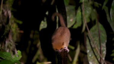 Küçük, kahverengi bir fare lemuru yağmur ormanlarındaki bir dala asılı, büyük gözleri merakla kameraya bakıyor. Bu gece yaşayan primatlar Madagaskar 'a özgü. Ranomafana Ulusal Parkı.
