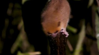 Küçük, kahverengi bir fare lemuru yağmur ormanlarındaki bir dala asılı, büyük gözleri merakla kameraya bakıyor. Bu gece yaşayan primatlar Madagaskar 'a özgü. Ranomafana Ulusal Parkı.