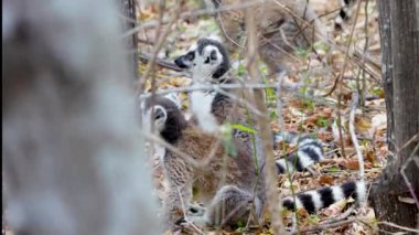 Bir grup halka kuyruklu lemurlar (Lemur catta) ormanda oynarlar. Lemurlar anaerkil bir toplumdur. Onlar gün boyunca aktif olmaya alışkınlar. Noumafana Ulusal Parkı, Madagaskar.