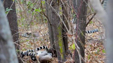 Bir grup halka kuyruklu lemurlar (Lemur catta) ormanda oynarlar. Lemurlar anaerkil bir toplumdur. Onlar gün boyunca aktif olmaya alışkınlar. Noumafana Ulusal Parkı, Madagaskar.
