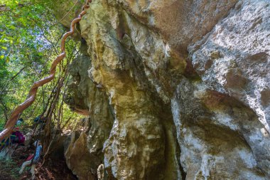 Bemaraha Ulusal Parkı, Madagaskar - 28 Ağustos 2024: Bazı yürüyüşçüler, yüksek kireçtaşı oluşumları ve karmaşık kök sistemleriyle çevrili, Bemaraha 'nın çarpıcı karst manzarasında gezinirler..