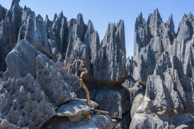 Yüksek kireçtaşı karst oluşumları Tsingy de Bemaraha Ulusal Parkı 'nın nefes kesici manzarasını yaratır. Keskin, sivri tepeler ve derin kanyonlar nefes kesici manzaralar sağlar. Madagaskar, Afrika.