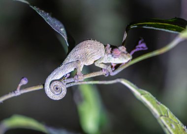 Minik Brookesia mikra bukalemunu Madagaskar 'daki Ranomafana Ulusal Parkı' nın yemyeşil yağmur ormanlarında ince bir dala tutunur. İnanılmaz derecede küçük, bu da onu dünyanın en küçük sürüngenlerinden biri yapıyor..