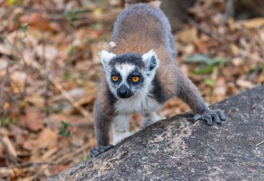 Büyük gözlü halka kuyruklu bir lemur bir kayanın üzerinde duruyor. Lemur 'un kürkü beyaz aksanla gridir ve doğal orman zeminiyle çevrilidir. Isalo Ulusal Parkı, Madagaskar.