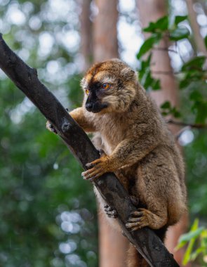 Madagaskar 'daki yemyeşil Andasibe Reserve ormanındaki bir ağaç dalına tünemiş meraklı kahverengi lemurun (Eulemur fulvus) yakın çekimi. Lemur 'un büyük turuncu gözleri görüntünün odak noktasıdır..